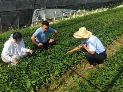 【防汛抗灾 生产自救】省农科院专家助力英山云雾茶高质量发展