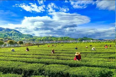 英山云雾茶地理标志集体商标成功扩域