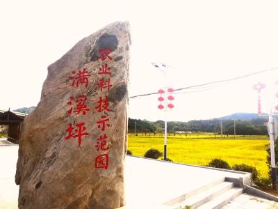 英山满溪坪良种场有机水稻喜获丰收