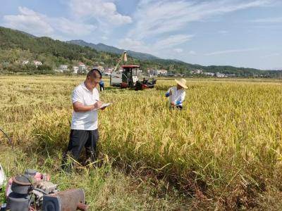 英山持续开展化肥减量增效田间试验 