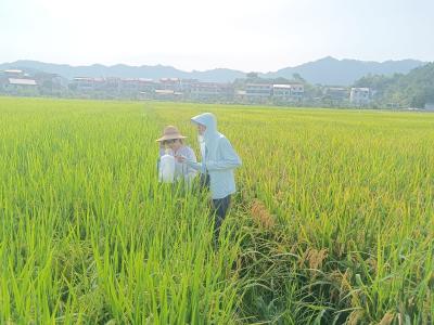 高温下的“植物医生”