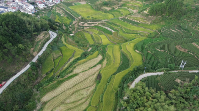 【视频】稻谷飘香秋收忙 高山梯田好“丰”光