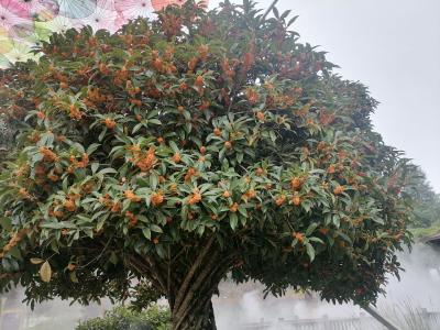 四季花海景区：丹桂飘香醉游人 花海遍开幸福花