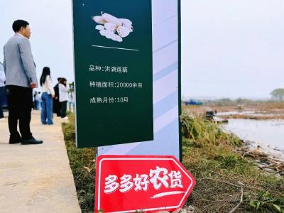 湖北人都爱的洪湖莲藕，“拼”进西部，热销全国