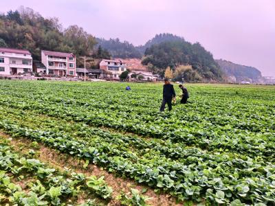 满溪坪良种场开展800亩冬季油菜田间管理