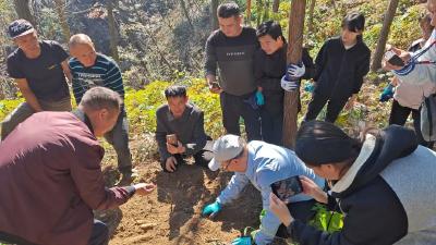 省市中药材专家到英山县指导天麻生产