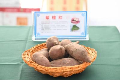 省委书记新年调研的一站，为何选择红安这个科技小院？