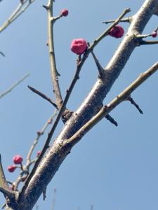 【爱我三河·行摄英山】红梅迎春启新序