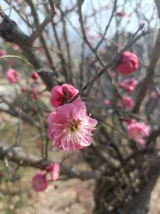【愛我三河·行攝英山】日暖風(fēng)和春到早