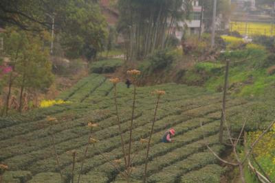 南河镇灵芝村：明前采茶忙
