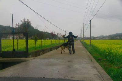 【爱我三河·行摄英山】雨中油菜更娇艳
