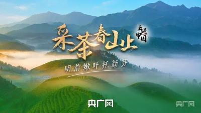 采茶春山上！央广网带你品英山第一锅春茶