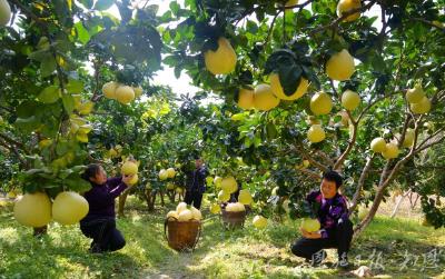 “四季果篮”的链式突围 ——恩施州水果产业发展密码解构