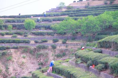 乌云山茶叶公园采茶忙