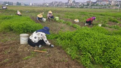 南河镇二份垸村：药香遍野迎丰年