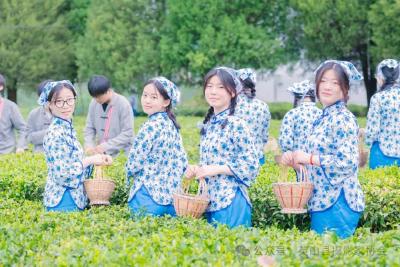 湖北英山：青春采茶季 匠心传茶香