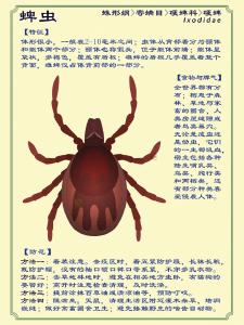 【视频】踏青游玩 警惕蜱虫叮咬