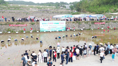 【视频】稻浪新章启 田园诗意浓——岩河岭村第一届插秧节暨新时代文明实践活动举行
