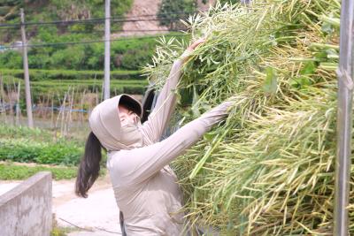 【爱我三河·行摄英山】稻油轮作促农民增收