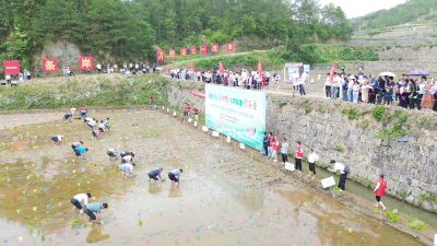 【视频】岩岭家庭农场开放稻田认养 开启田园生活新体验