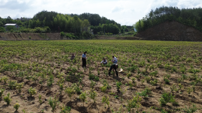 【视频】“小花朵”撬动“大产业” 九龙口村金银花基地迎丰收