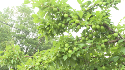 【乡村振兴基层行】新铺村神峰果园喜迎丰收季 特色采摘绘就乡村振兴新图景