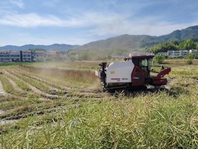 【爱我三河·行摄英山】福辉农场油菜收割忙