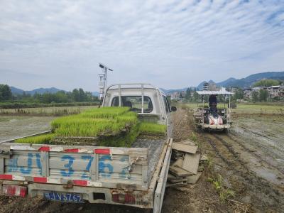 南河镇供销社：“三夏”时节农事忙