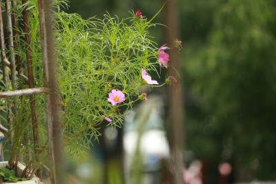 雨中格桑花