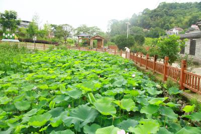 【爱我三河·行摄英山】荷池夏韵