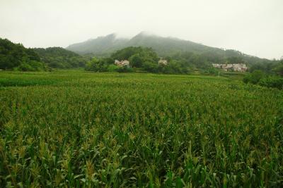 温泉镇花园村：玉米长势喜人 一片好“丰”光
