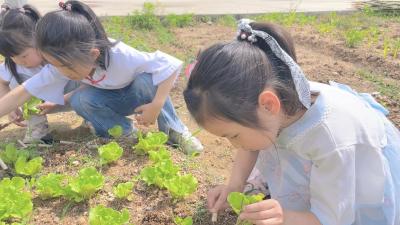 【教育之窗】第二幼兒園石頭咀園區(qū)：小滿未滿 美好恰逢其時(shí)
