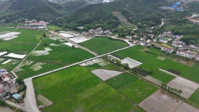 【爱我三河·行摄英山】南河镇：水稻长势喜人 绘就好“丰”景