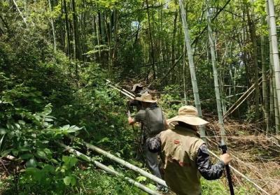 【视频】英山“四普”新发现文物点105处