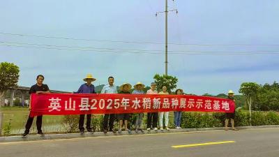 英山县满溪坪良种场开展2025年水稻新品种展示示范试验
