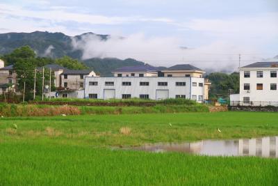 湖北英山：白鷺伴著白云飛  雨后稻田別樣美