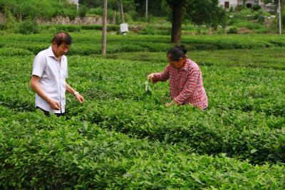 南河鎮(zhèn)靈芝村：生態(tài)茶園夏管忙