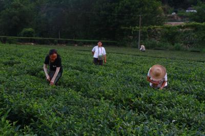【愛我三河·行攝英山】手工采摘高山夏季名優(yōu)茶