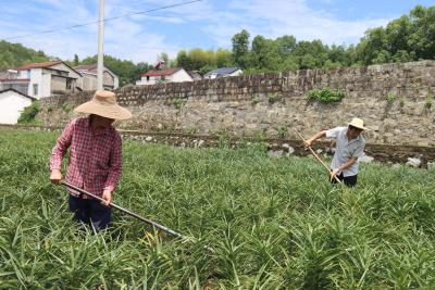 南河镇灵芝村：百合种植基地夏管忙