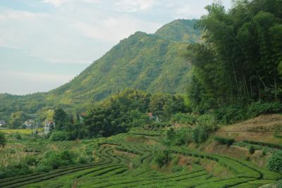 百涧争流出 高山茶园美