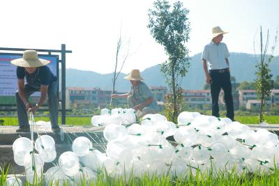英山縣滿(mǎn)溪坪良種場(chǎng)積極推進(jìn)水稻綠色防控