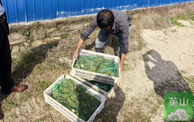 英山稻蛙共生基地喜获丰收 “一田双收”展现绿色农业新成效