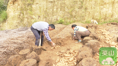 温泉镇赵家畈村：天麻变身“致富果”特色产业助增收