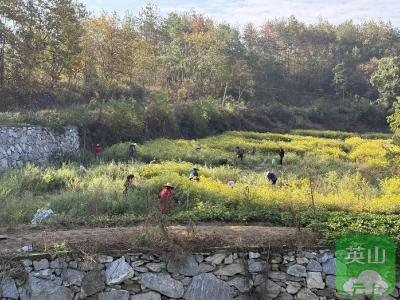 葫芦盆村：金菊铺就致富路 采摘绘就振兴图