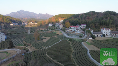 赵家山村：环境整治绘新景 茶园步道富乡亲