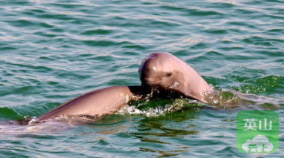 江豚逐浪好风景——“微笑天使”见证宜昌人与自然和谐共生