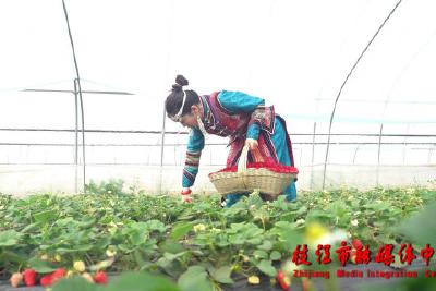 草莓红 日子火 蒙古姑娘在枝江唱响乡村致富歌