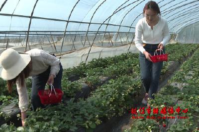 董市镇五岭村：打造草莓产业链 促进农旅融合发展