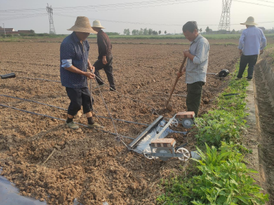 安福寺镇： 豇豆种植掀热潮 点燃村民致富新希望