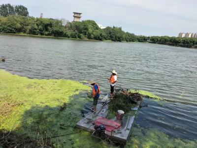 盛夏时 劳动者｜市住建局：开展水草清理 实现杨家垱湖水清岸绿